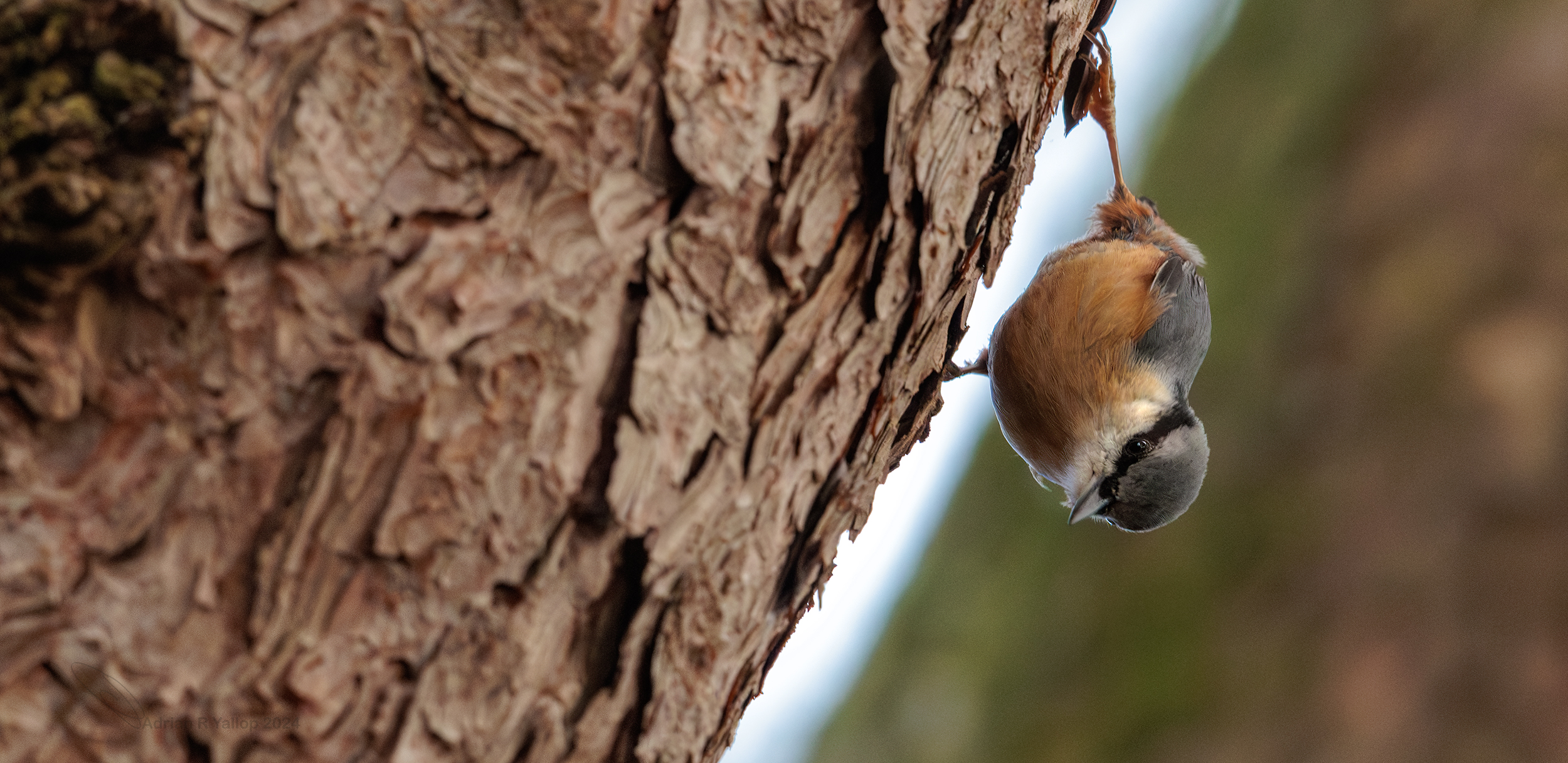 Sitta europaea on scots pine